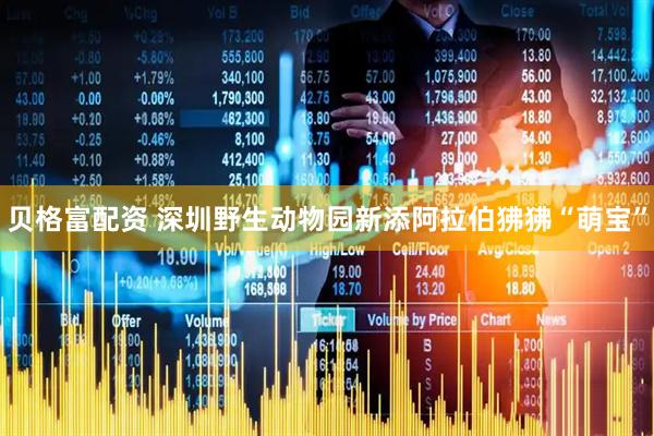 贝格富配资 深圳野生动物园新添阿拉伯狒狒“萌宝”